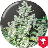 Medical Seeds Co. - Malakoff (Feminisiert) Medical Seeds Co. - Malakoff (Feminisiert)