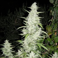 Female Seeds - Maroc (Feminized) Female Seeds - Maroc (Feminized)