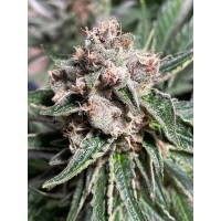 Ministry of Cannabis - Mars Mellow (Feminized) Ministry of Cannabis - Mars Mellow (Feminized)