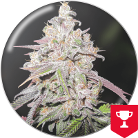Medical Seeds Co. - Mendocino Chanel Kush (Feminisiert) Medical Seeds Co. - Mendocino Chanel Kush (Feminisiert)