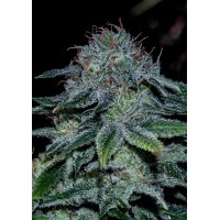 Positronics - Mystic Cookie (Feminized) Positronics - Mystic Cookie (Feminized)