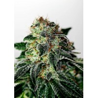 Positronics - Mystic Cookie (Autoflowering) Positronics - Mystic Cookie (Autoflowering)