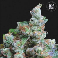 Bulk Seed Bank - NBA Diesel (Feminized) Bulk Seed Bank - NBA Diesel (Feminized)