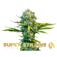 Super Strain Seeds - Next of Kin (Feminized) Super Strain Seeds - Next of Kin (Feminized)