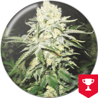 Medical Seeds Co. - No Name (Feminisiert) Medical Seeds Co. - No Name (Feminisiert)