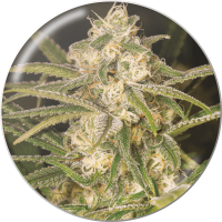 Medical Seeds Co. - No Name (Selbstblühend) Medical Seeds Co. - No Name (Selbstblühend)