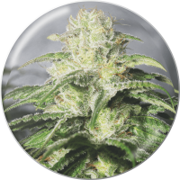 Medical Seeds Co. - OG Kush CBD (Feminisiert) Medical Seeds Co. - OG Kush CBD (Feminisiert)
