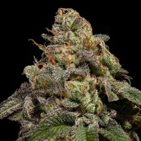 Ripper Seeds - OMG (Feminized) Ripper Seeds - OMG (Feminized)