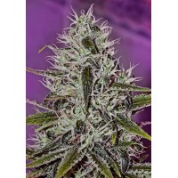 Positronics - One Love Haze (Feminized) Positronics - One Love Haze (Feminized)