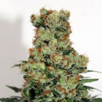 Ripper Seeds - Ripper Badazz (Feminized) Ripper Seeds - Ripper Badazz (Feminized)