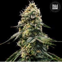 Bulk Seed Bank - Runtz Gluntz (Feminizált)