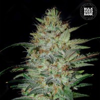 Bulk Seed Bank - Sensible Star (Feminizált) Bulk Seed Bank - Sensible Star (Feminizált)