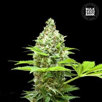 Bulk Seed Bank - Sherbet Power (Feminizált) Bulk Seed Bank - Sherbet Power (Feminizált)