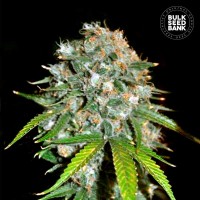 Bulk Seed Bank - Skunk #99 (Feminizált) Bulk Seed Bank - Skunk #99 (Feminizált)