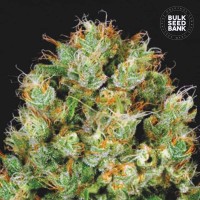 Bulk Seed Bank - Sour Diesel (Feminizált) Bulk Seed Bank - Sour Diesel (Feminizált)