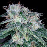 Reserva Privada - Sour Diesel (Feminized) Reserva Privada - Sour Diesel (Feminized)
