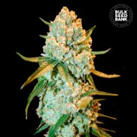 Bulk Seed Bank - Special Crystal Haze (Feminizált) Bulk Seed Bank - Special Crystal Haze (Feminizált)