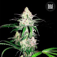 Bulk Seed Bank - Special Lime Haze (Feminizált) Bulk Seed Bank - Special Lime Haze (Feminizált)