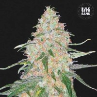 Bulk Seed Bank - Special Skunk (Feminizált) Bulk Seed Bank - Special Skunk (Feminizált)