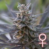 K.C. Brains - Spontanica (Feminized) K.C. Brains - Spontanica (Feminized)