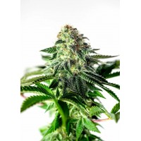 Positronics - Sticky Dream (Autoflowering) Positronics - Sticky Dream (Autoflowering)