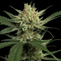 Reserva Privada - Strawberry Banana (Feminized) Reserva Privada - Strawberry Banana (Feminized)