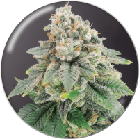 Medical Seeds Co. - Bluehell CBD (Feminisiert) Medical Seeds Co. - Bluehell CBD (Feminisiert)