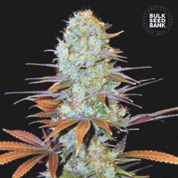 Bulk Seed Bank - Sunmango (Feminizált) Bulk Seed Bank - Sunmango (Feminizált)