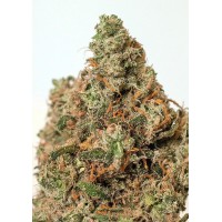 Positronics - Supercheese (Feminized) Positronics - Supercheese (Feminized)