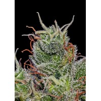 Positronics - Supercheese (Autoflowering) Positronics - Supercheese (Autoflowering)