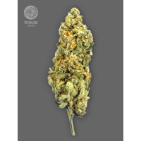 Bulldog Seeds - TB Mimosa (Feminized) Bulldog Seeds - TB Mimosa (Feminized)