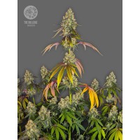 Bulldog Seeds - The Bulldog Cookies (Feminized) Bulldog Seeds - The Bulldog Cookies (Feminized)