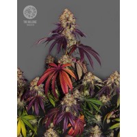 Bulldog Seeds - The Bulldog Gelato 17 (Feminized) Bulldog Seeds - The Bulldog Gelato 17 (Feminized)