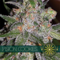 Vision Seeds - Vision Cookies (Feminized) Vision Seeds - Vision Cookies (Feminized)