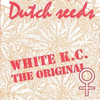 K.C. Brains - White K.C. (Feminized) K.C. Brains - White K.C. (Feminized)