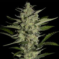 Strain Hunters - Money Maker (Feminized) Strain Hunters - Money Maker (Feminized)