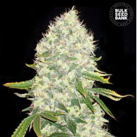 Bulk Seed Bank - White Widow (Feminized) Bulk Seed Bank - White Widow (Feminized)