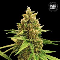 Bulk Seed Bank - Winning Cake (Feminized) Bulk Seed Bank - Winning Cake (Feminized)
