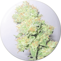 Medical Seeds Co. - Y Griega CBD (Feminisiert) Medical Seeds Co. - Y Griega CBD (Feminisiert)