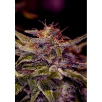 Positronics - Z Valley (Feminized) Positronics - Z Valley (Feminized)