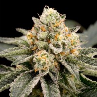Ripper Seeds - Zombie Bride (Feminized) Ripper Seeds - Zombie Bride (Feminized)