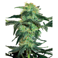 White Label Seeds - White Ice (Regular) White Label Seeds - White Ice (Regular)