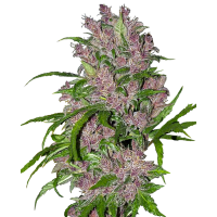 White Label Seeds - Purple Bud (Autoflowering) White Label Seeds - Purple Bud (Autoflowering)
