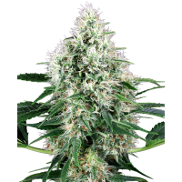 White Label Seeds - Pure Power Plant (Autoflowering) White Label Seeds - Pure Power Plant (Autoflowering)