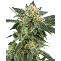 White Label Seeds - Snow Ryder (Autoflowering) White Label Seeds - Snow Ryder (Autoflowering)
