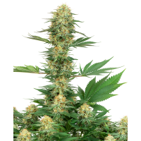 White Label seeds usa - Gelato #420 (Feminizált) White Label seeds usa - Gelato #420 (Feminizált)