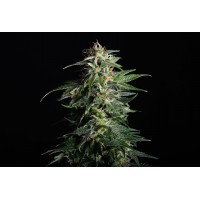 Kannabia Seeds - Swiss Dream CBD (Autoflowering) Kannabia Seeds - Swiss Dream CBD (Autoflowering)