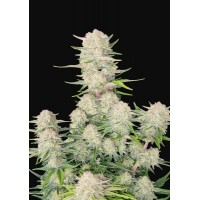 Fast Buds Seeds - Apricot (Autoflowering)