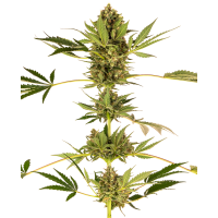 Sensi Seeds - Sensi #49 CBD (Feminizált) Sensi Seeds - Sensi #49 CBD (Feminizált)