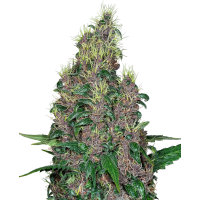 Sensi Seeds - Mandarine Jam (Feminizált) Sensi Seeds - Mandarine Jam (Feminizált)